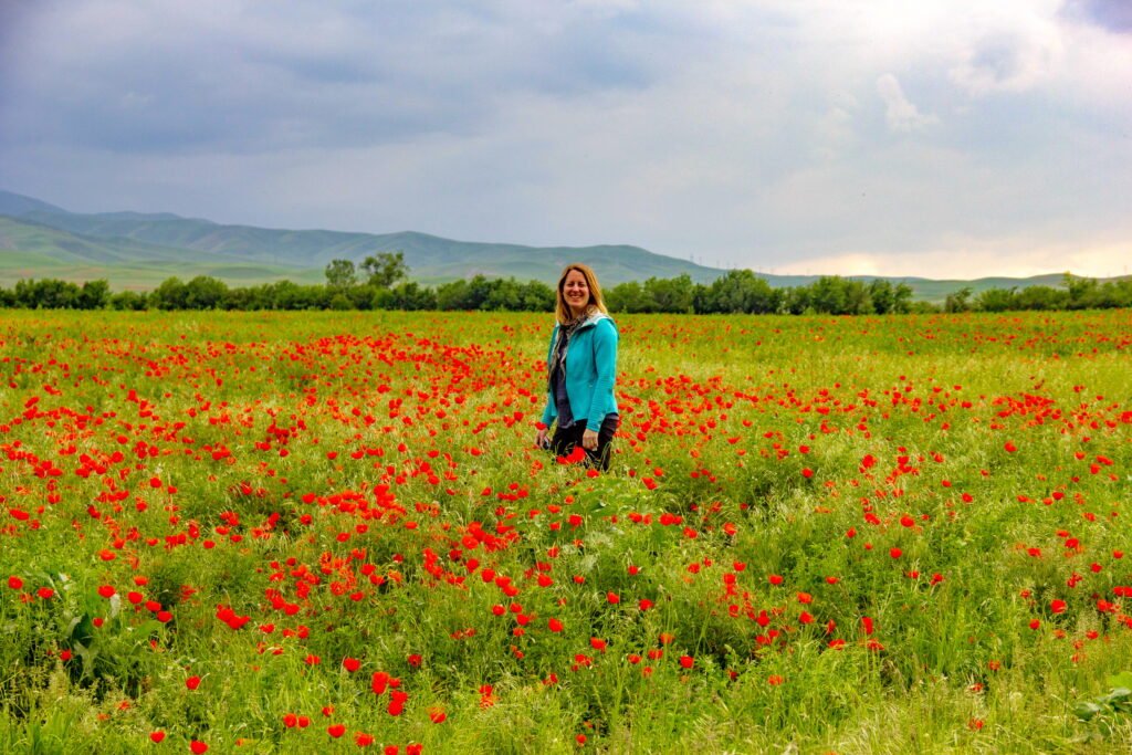 Spring poppies