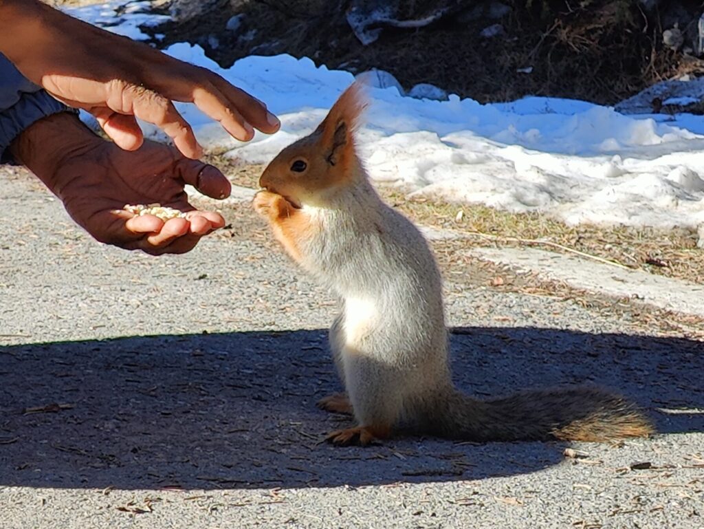 feeding of squirrelы in Ala Archa