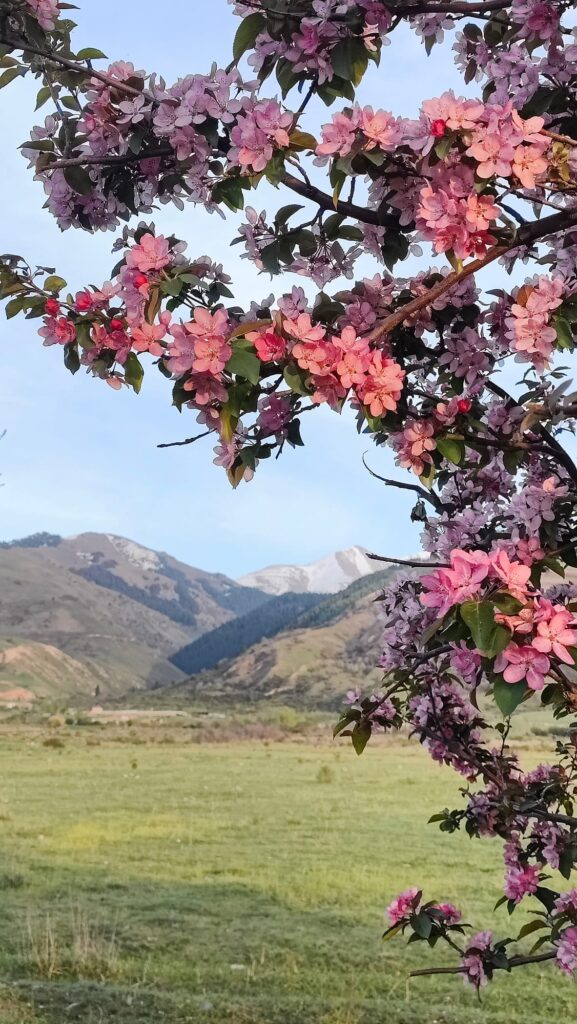 spring in Kyrgyzstan