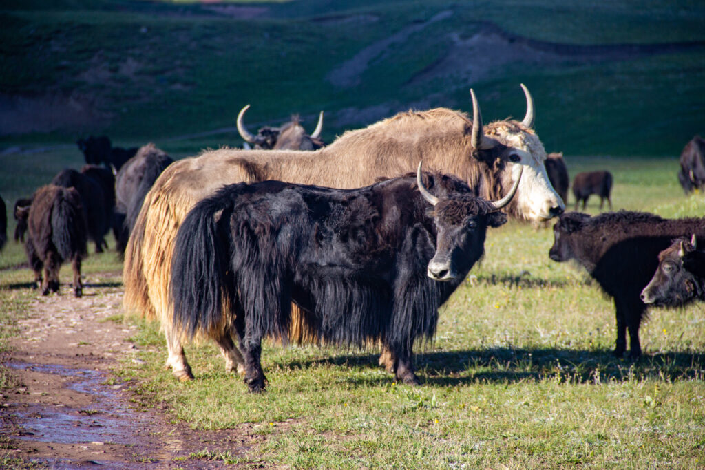 Yaks  in tien Shan mountains